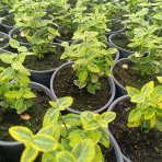 Bršlen Fortuneov (Euonymus Fortunei) ´EMERALD´N GOLD´ - výška 10-15 cm, kont. C2L
